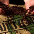 hands holding coffee beans over a cloth bag that says fair trade