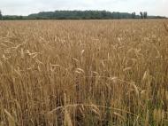 Wheat Fields of Essex County