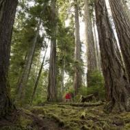 Old growth on Vancouver Island