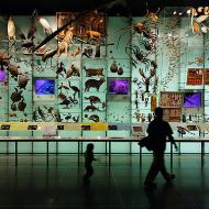 American Museum of Natural History (AMNH), Hall of Biodiversity