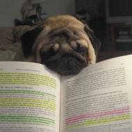 Pug reading book