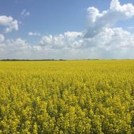 Canola