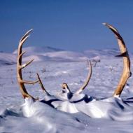 caribou antlers in the snow