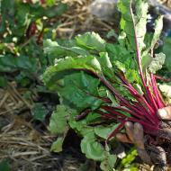 Cornucopia community garden in Calgary's Inglewood neighbourhood. Photo: Tavis F