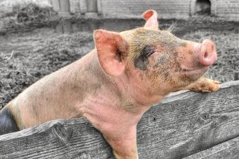 Don't jump to rasher conclusions. Pigs offer bacon of hope to sustainable food systems.