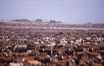 Beef factory farm via Socially Responsible Agricultuure Project on flickr under creative commons