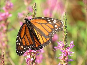 The latest in our special series: find out how citizen science solved the mystery of the missing monarchs.