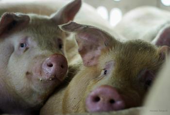 Pigs on their way to slaughter via Vanessa Sarges