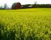 Photo: Canola field. Credit: Julie Falk/flickr