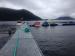 Occupation of Cermaq fish pen. Photo: Alexandra Morton.